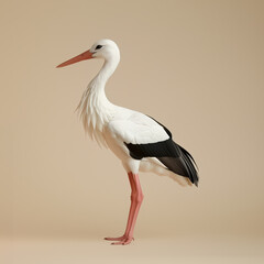 Fototapeta premium stork 