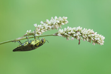 A jewel beetle from the family buprestidae is looking for food in wildflowers. This insect has the scientific name Chrysochroa fulminans.
