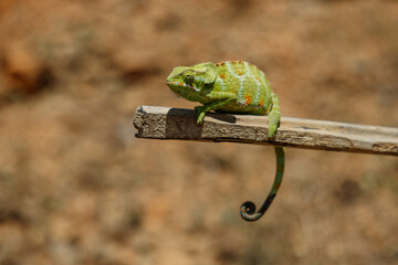 Socotran cameleon a endemite animal on this beautifull island- with unique plants and landscapes.