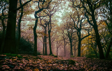 Obraz premium Autumn in misty forest. Morning fog in autumn forest