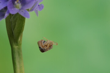 A bird dropping spider is hunting for prey in wild plant flowers. This insect has the scientific name Cyrtarachne perspicillata.