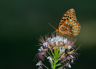 Great Spangled Fritillary nectaring on Red-whiskered Clammyweed