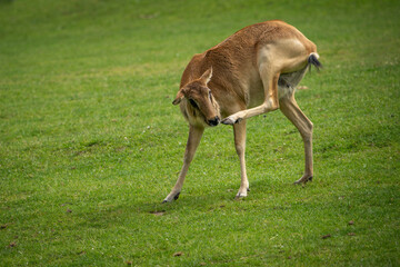 Female antelope moose outdoors grazing with her leg scratching.
