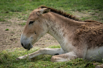 Onager - donkey smaller herd outside.