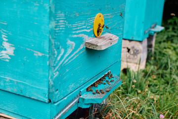 Bees near the hive in a small home apiary close-up