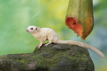 A young sugar glider eating a ripe papaya fruit on a tree. This mammal has the scientific name...