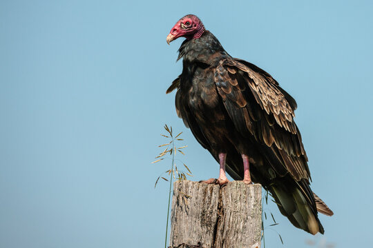 Lone turkey vulture perched on a fence post within the borders of the Horicon National Wildlife Refuge, Waupun, Wisconsin in late June