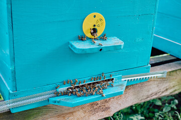 Bees near the hive in a small home apiary close-up