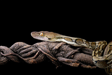python reticulatus isolated on black, non-venomous snake