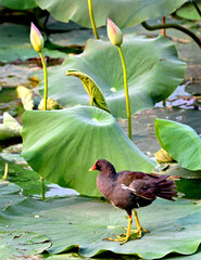 beautiful pink lotus flowers and indian coot in village pond, motte majra, punjab, india