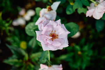 Pink rose in home garden close up