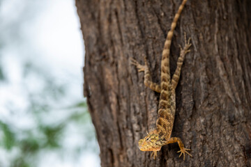 Common Garden Lizard or Oriental garden lizard or Calotes versicolor on tree trunk camouflaged in natural wood color background in forest of india asia