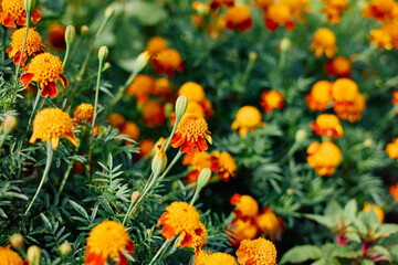 Close-up of marigolds in the home garden