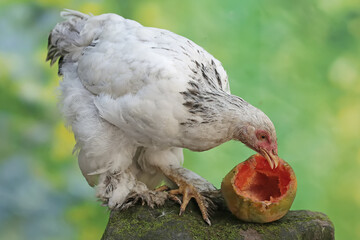 A young Brahma chicken is eating a ripe papaya fruit that has fallen on the ground. This large and...