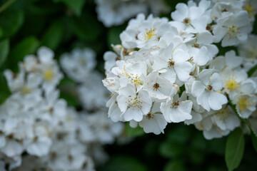 Beautiful white flowers of a multi-flowered rose.