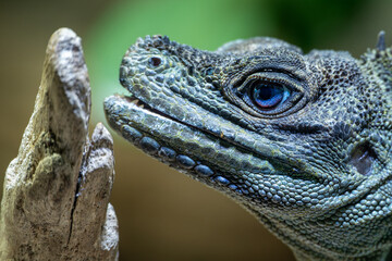 Weber's Agama detail of head and part of branch.