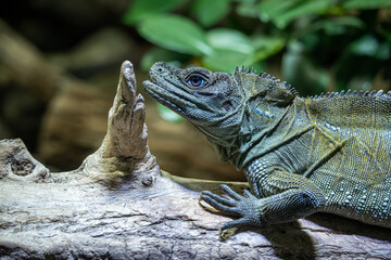 Weber's Agama detail of head and part of branch.