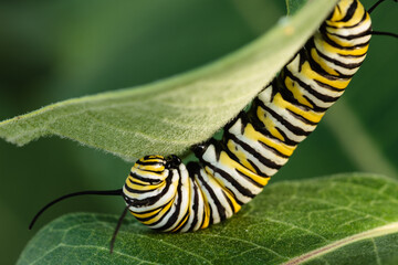 Monarch caterpillar feeding on milkweed leaves prior to creating a chrysalis in mid-September within the Pike Lake Unit, Kettle Moraine State Forest, Hartford, Wisconsin