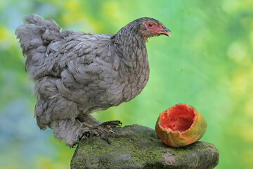 A young Brahma chicken is eating a ripe papaya fruit that has fallen on the ground. This large and...
