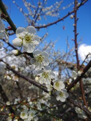 Fototapeta premium blooming tree