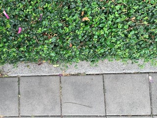 Gray cement wall and green ground plant leaves