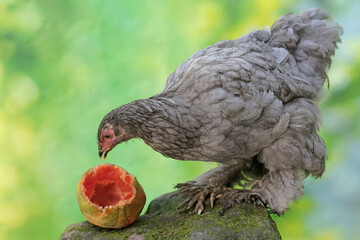 A young Brahma chicken is eating a ripe papaya fruit that has fallen on the ground. This large and heavy body chicken has the scientific name Gallus gallus domesticus.