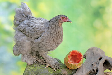 A young Brahma chicken is eating a ripe papaya fruit that has fallen on the ground. This large and...