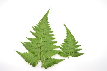 exoticgreen fern leaves isolated on white background