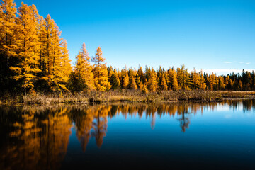The autumn shoreline filled with tamaracks changing colors in mid-October near High Lake, Boulder Junction, Wisconsin