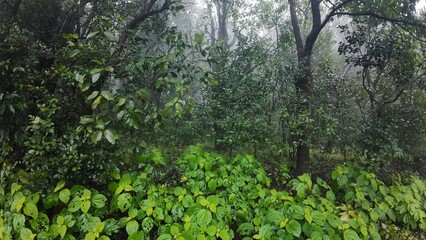 Lush green vegetation and trees shrouded in morning mist, creating a serene and tranquil atmosphere in nature.