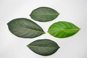jackfruit leaves isolated on white background