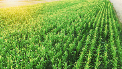 Cornfield patterns illuminated by sunset glow