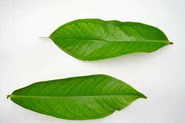 malay rose apple leaves isolated on white background