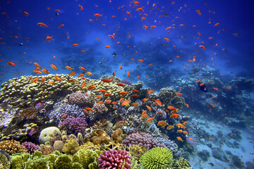 Hard corals of the Red Sea