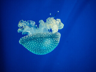 Jellyfish from the Cantabrian Maritime Museum (Santander, Spain)