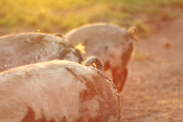 Detailed View of Pig's Tail in Warm Light
