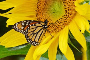 Monarch butterfly on a sunflower