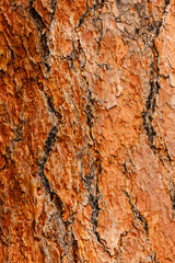 Close-up of the bark of the Ponderosa Pine within Rocky Mountain National Park, Colorado