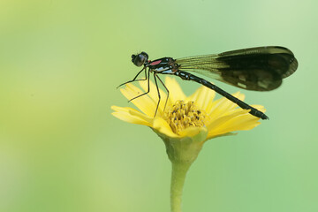 A yellow featherlegs is resting on a yellow flower. This insect has the scientific name Copera marginipes.