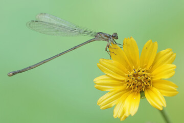 A yellow featherlegs is resting on a yellow flower. This insect has the scientific name Copera marginipes.