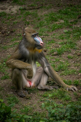 Young mandrill monkey outdoors in the zoo.