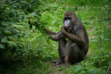 Young mandrill monkey outdoors in the zoo.