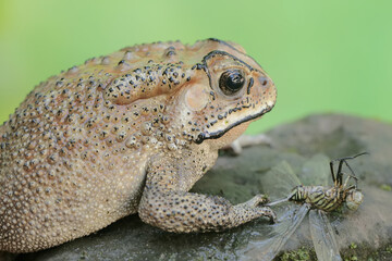 An Asian black-spined toad is ready to prey on a dragonfly. This rough-skinned amphibian has the scientific name Bufo melanostictus.