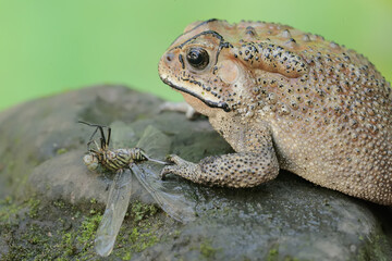An Asian black-spined toad is ready to prey on a dragonfly. This rough-skinned amphibian has the scientific name Bufo melanostictus.