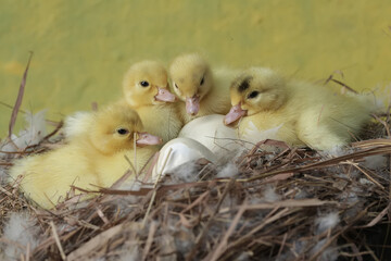 A baby muscovy duck struggles to get out of the egg after being incubated by its mother. This duck has the scientific name Cairina moschata.