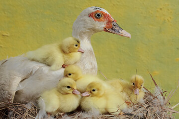A muscovy duck mother is looking after her newly hatched chicks in the nest. This duck has the scientific name Cairina moschata.