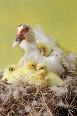 A muscovy duck mother is looking after her newly hatched chicks in the nest. This duck has the scientific name Cairina moschata.