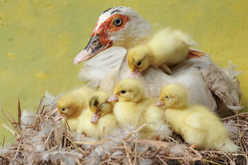 A muscovy duck mother is looking after her newly hatched chicks in the nest. This duck has the scientific name Cairina moschata.