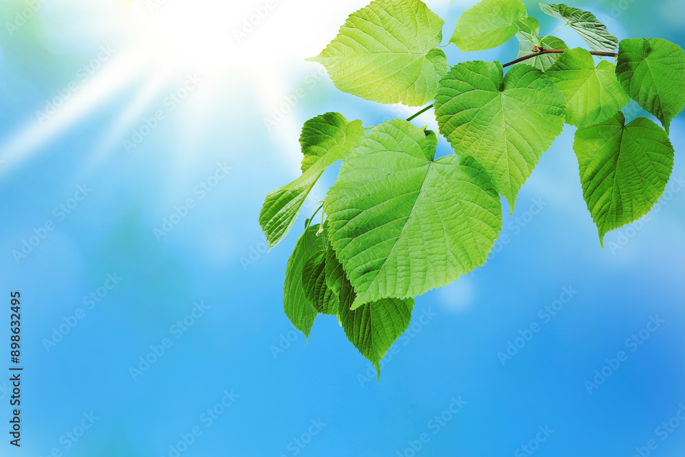 Canvas Prints Tree branch with green leaves against beautiful sky