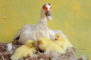 A muscovy duck mother is looking after her newly hatched chicks in the nest. This duck has the scientific name Cairina moschata.